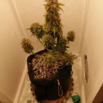 blue-mystic-automatic-blueberry-auto-fem-nirvana-seeds.jpg
