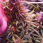 deep-purple-haze-auto-sumo-seeds.jpg