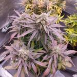 medusa-f1-auto-fem-rqs.jpg