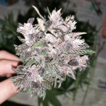 blackberry-auto-fastbuds.jpg