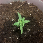 lowryder-auto-fem-vision-seeds.jpg