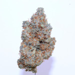 orange-apricot-glue-xl-auto-fem-sweet-seeds.jpg