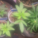 fat-bastard-auto-fem-blimburn-seeds.jpg