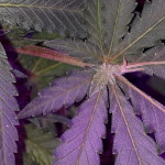 gorilla-glue-4-fem-anesia-seeds.jpg