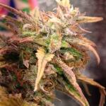 purple-juice-auto-fem-herbies-seeds.jpg