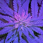gorilla-glue-4-fem-anesia-seeds.jpg