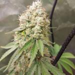 peyote-cookies-fem-barneys-farm.jpg