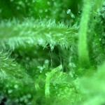 blue-kush-berry-paradise-seeds.jpg