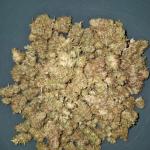 sour-strawberry-fem-barneys-farm.jpg