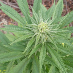 white-widow-fem-victory-seeds.jpg