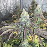 liberty-haze-fem-barneys-farm.jpg