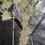 girl-scout-cookies-fem-blimburn-seeds.jpg