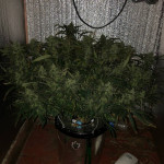 s.a.d.-sweet-afgani-delicious-auto-fem-sweet-seeds.jpeg