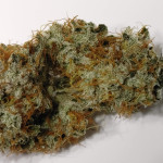 strawberry-og-cookies-r1-fem-ethos-genetics.jpg