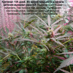 critical--fem-dinafem-seeds.JPG