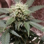auto-white-widow-fem-dutch-passion.jpg