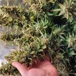 original-big-bud-auto-fem-fastbuds.jpg