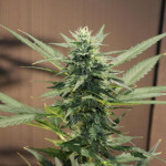 choco-thai-auto-fem-herbies-seeds.jpg