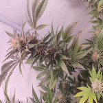 white-widow-regular-nirvana-seeds.jpg