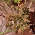 strawberry-gorilla-auto-fem-fastbuds.jpg