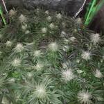 peyote-cookies-fem-barneys-farm.jpg
