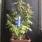 purple-punch-og-xl-auto-fem-sweet-seeds.jpg