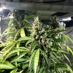 blueberry-cheese-auto-blue-cheese-auto-fem-barneys-farm.jpg