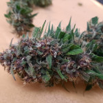 diablo-rojo-xl-auto-fem-sweet-seeds.jpg