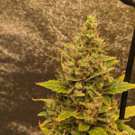 monster-gelato-auto-fem-monster-genetics.jpg