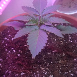 six-shooter-auto-fem-fastbuds.jpg