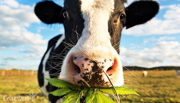 Навоз в качестве удобрения для конопли