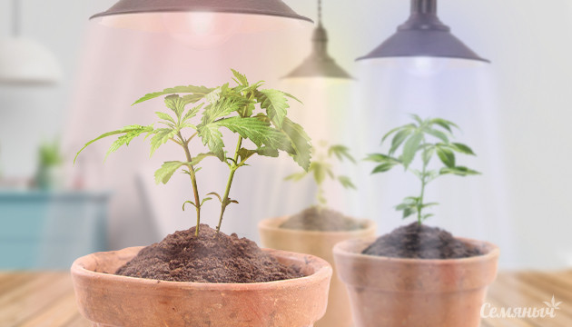 Выбор освещения для конопли Свет для выращивания каннабиса