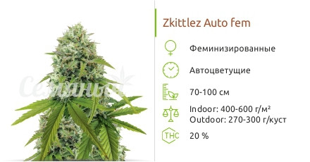Zkittlez Auto от сидбанка Семяныч
