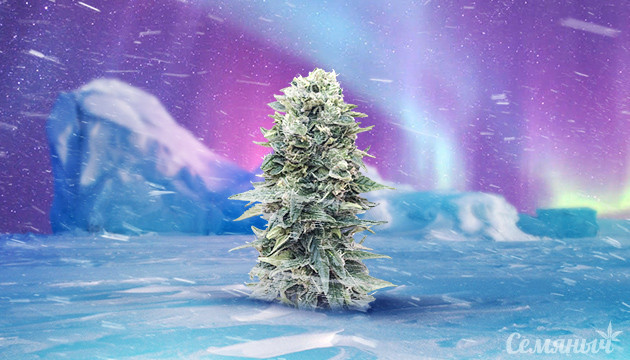 Выращивание конопли в морозную погоду Конопля и заморозках