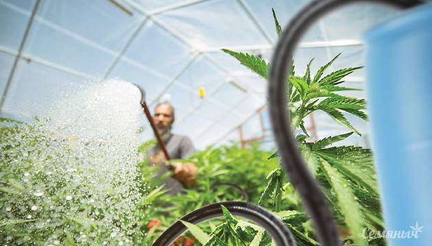 Вода для полива каннабиса