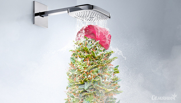 Промывка марихуаны