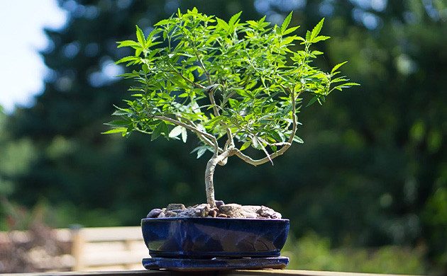 Навыки выращивания декоративных кустов конопли