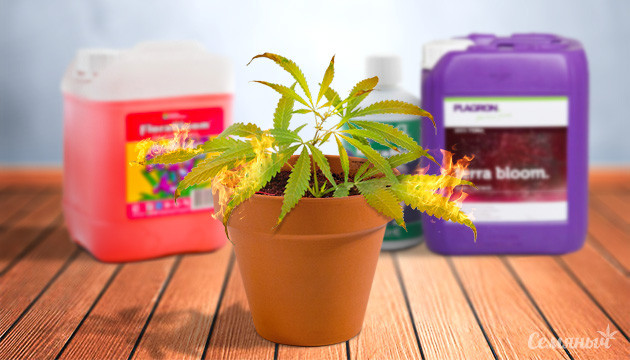 Ожоги на растениях марихуаны от питательных веществ