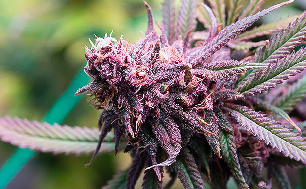 Начните выращивать сложные сорта